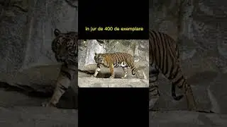 Animale pe cale de disparitie partea 1 #animale #shorts