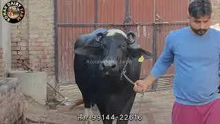 Bhut Uvdiya buffalo  sale best price sale #cattlefarming #cattleworld 