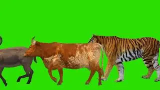 Animal cartoon funny video! Animal stampede! Wild forest crazy green screen animals crossover..