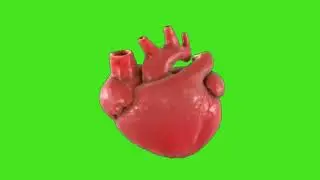 &hearts;️Heart Beating Green Screen Video&hearts;️| Copyright Free 3D Beating Heart | #greenscreen #trending#short