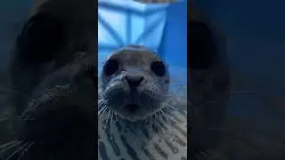 Jaws - Seal Pup Edition