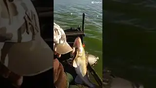 #fishing #zander #carnassier