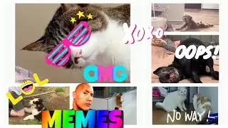 TrendingCats and Dogs Memes Compilation | #20 | #Trending #funny