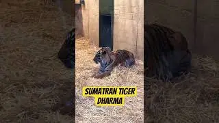 Sumatran Tiger 🐅 #edinburgh #zoo #sumatrantiger #wildlife #animalshorts #exploremore #viralzoo