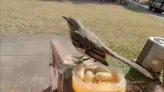 Mocking bird at Birds Feeder 