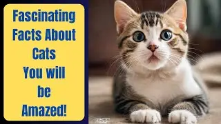 D&eacute;couvrez les 10 faits fascinants sur les chats - Vous serez &eacute;tonn&eacute; !