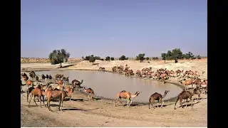 Camel Watering|| Camel Farming || Fetching Water || Dug Well || Thirsty Camel || Uses Of Camels