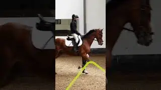 Aeres MBO - Paard