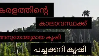 അത്യുല്പാദനശേഷിയുള്ള വിത്തുകളും തൈ കളും ഉപയോഗിചുള്ളപച്ചക്കറി കൃഷി# youtube video#premnilas vlog