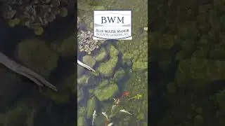 Blue Water Manor Koi Pond #shorts  #koi #waterfeature #gardendesign #waterfall  #naturalpool