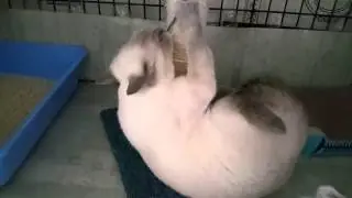 겁나 카메라 의식하는 노춘이 ㅋㅋ[콩단맘,고양이,먼치킨롱레그]