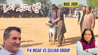 Champion bully dogs athra & sheeka | pure big bully gultair | p.k insaf vsgujjar group | sial daily
