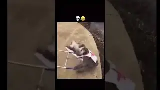 Funny meme #funny #meme #memeadda #viral #short #meme #memedaily #funnyvideo #yt
