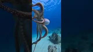 Octopus- Smarter Thank you Think! #octopus #smartanimals #wildlifefacts