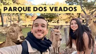 Parque dos veados NARA JAPÃO !!!   #travel  #narapark #japão