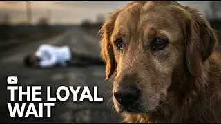 This Dog Stayed Beside His Dead Owner&hellip; 💔 | Loyal Dog Story That Will Make You Cry