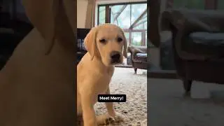 Merry is living up to his name! 😊 #SponsorAPuppy #GuideDogs #GuideDogsUK #TeamMerry