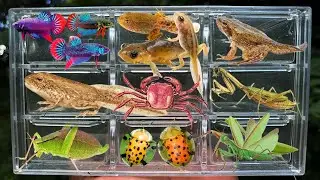 I Catching insects in the garden, I got Tadpoles, Betta fish, Mantis,  Crad, Grasshopper, Butterfly
