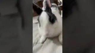 How to popipo your rabbit #rabbit #rabbitasmr #rabbitbunny #rabbits #rabbitsound #rabbitjump