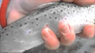 VT Brown Trout release on Otter Creek
