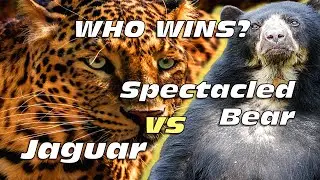 Jaguar vs Spectacled Bear | Who Wins This Apex Showdown? | Wild Animal Fight