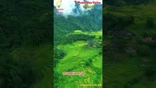 芒花山谷 - Muong Hoa Valley Sapa  #compasstourist #越南旅行 #travel #shorts