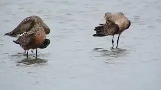 Hudsonian godwit flock, South Padre, TX, April 15, 2015, Part 2