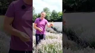 Pink Lavender! #plants #flowers #farming #gardening #garden #lavender #lavenderfarm #shorts