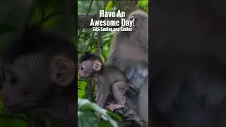 Cuteness Alert: Aww SO CUTE! - Funny Animal Videos