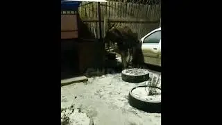 Лось в разгуливает по Перми