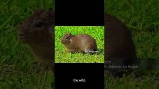 Guinea Pig Secrets: Surprising Facts You&rsquo;ve Never Heard! #wildlife #animals #mustwatch  #funfacts