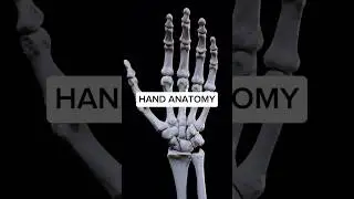Hand anatomy like you&rsquo;ve NEVER seen before! #anatomy #3d #medical #animation