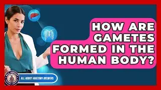 How Are Gametes Formed In The Human Body? - All About Anatomy Answers