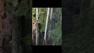 Too Close for Comfort! Wild Bear Right Under the Tree Stand&rdquo;