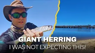 Giant Herring on Softplastic! | Swan River Fishing, Perth.