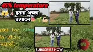 Plot harvesting in village नयाखेड़ा / variety Vishwa sangam seeds