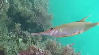 Diver's Cove Portugal - Diving in Portugal