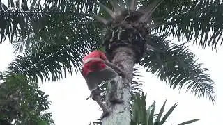 Amazing Local Rope Technique for Palm Tree Climbing!