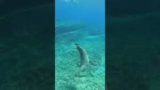This is super endangered!!! Hawaiian monk seal #freediving #kauai #monkseal #endangeredspecies