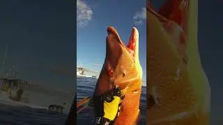 Spearfishing giant Hogfish