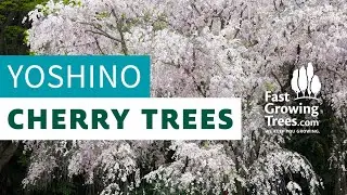 Yoshino Flowering Cherry Trees - FastGrowingTrees.com