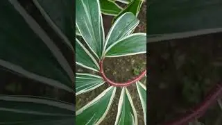Spiral flag plant variegated. Interesting leaf pattern. ☺️💚🌿🌱