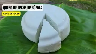 RECETA DE QUESO DE BÚFALA PARA NEGOCIO ❤️