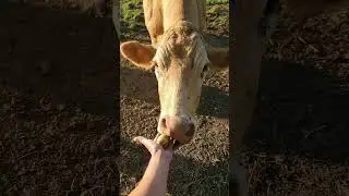 Feeding fresh apples to my Cow 🐄