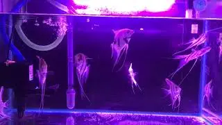Lifetech ap 1600 - My Angel fish