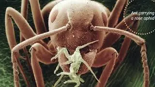 Whole new micro world in Sand