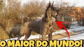 OS 5 MAIORES CACHORROS DO MUNDO! ra&ccedil;as grandes!