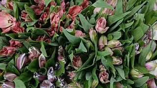 Tagir  Flowers 🌸 в прямом эфире!