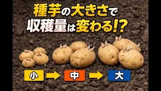 【研究データ解説】じゃがいもの種芋、最適サイズはどれくらい？｜家庭菜園