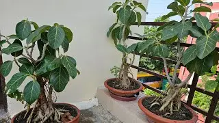 Hard Pruning Of Bonsai Tree. #bonsaitree